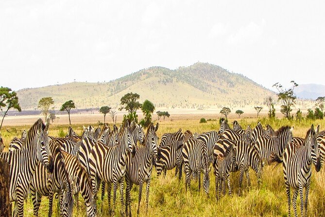 25 Best Safari Tours In Tanzania