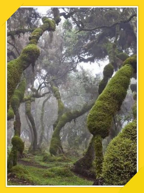 6-Days Bale Mountain Trekking and Wildlife Spotting Tour