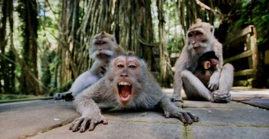 All-Inclusive Tour With Optional Lunch