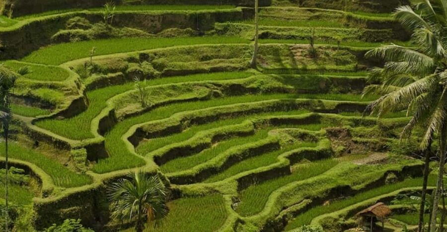 Bali: Kintamani Village, Rice Terraces, and Coffee Tour