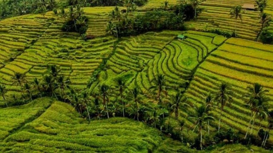 Bali: Private UNESCO World Heritage Sites Tour With Lunch