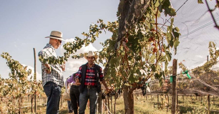 Guided Tour With Tasting at Vineyard of the Archangels