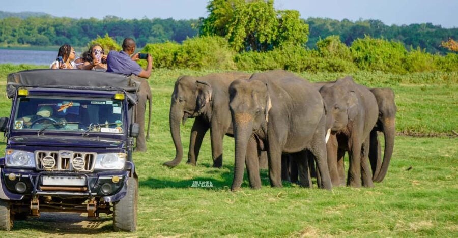 Minneriya: Guided Half-Day Safari With Sri Lankas Elephants