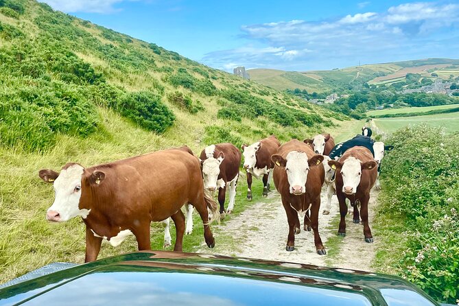 2 Best Safari Tours In Southampton