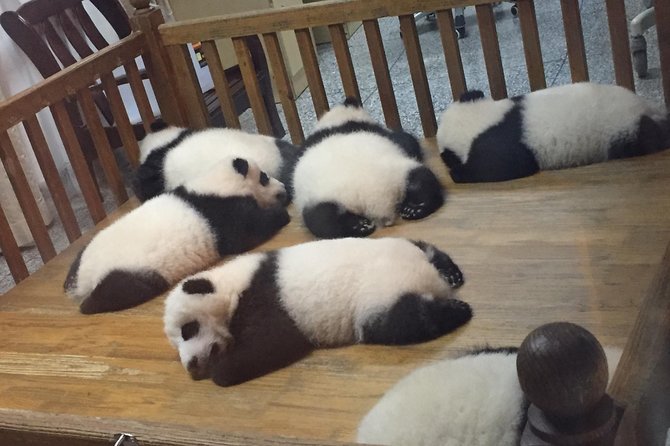 Private Day Tour to Chengdu Panda Base by Round-Way Bullet Train From Xian