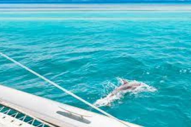 Swim With Dolphins at Sataya Reef From Marsa Alam