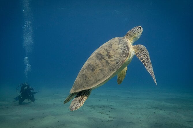 Swimming With Turtles at Marsa Mubarak From Marsa Alam