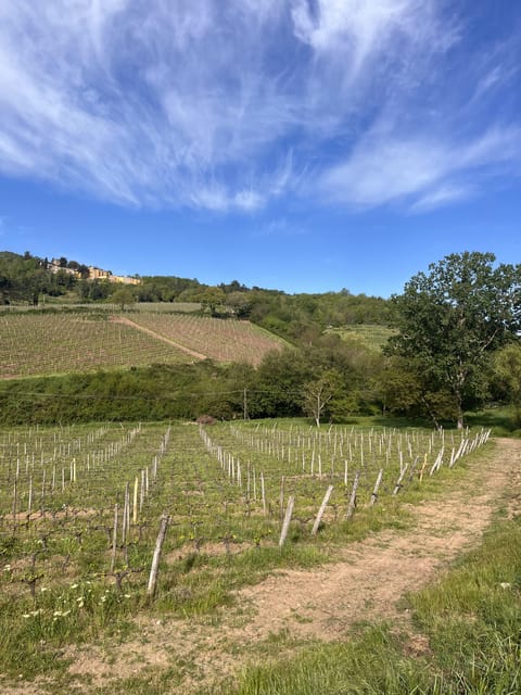 Tasting in a Tuscan Vineyard With Transfer From Pisa