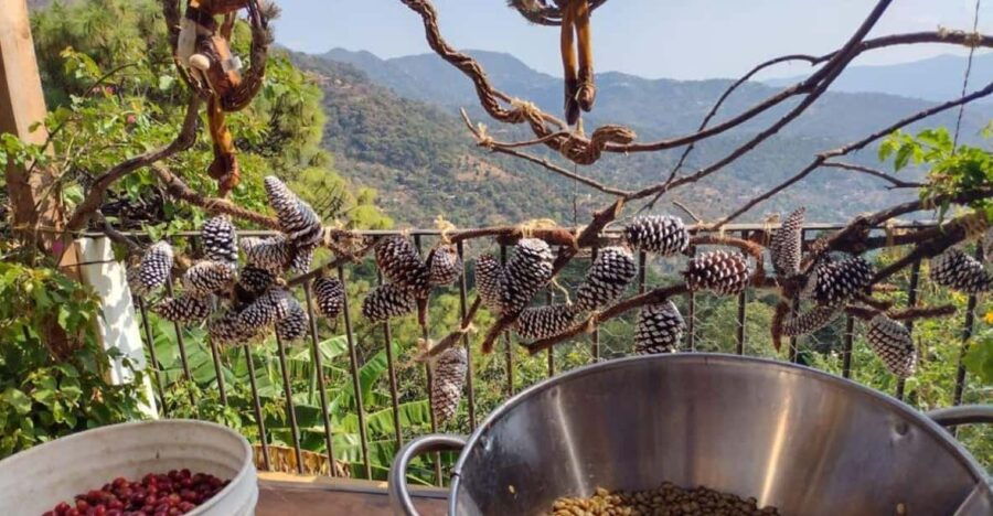 Taxco: Organic Coffee Garden Experience