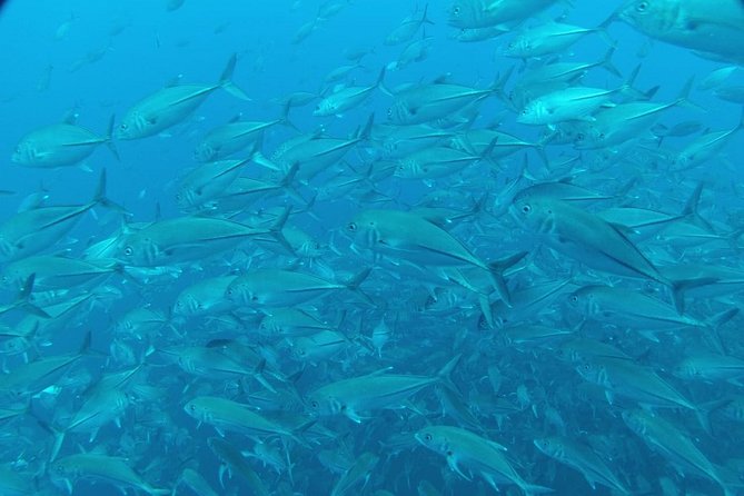 4 Best Scuba Diving Experiences In Negombo