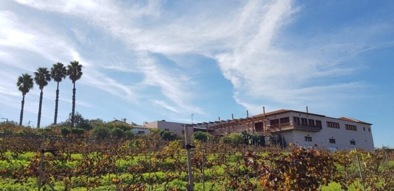 Valley of Tegueste: Wine Tour With Tasting at El Lomo Winery