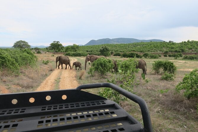 25 Best Safari Tours In Zanzibar