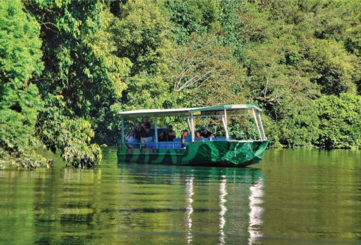 Daintree Rainforest: Crocodile & Wildlife River Cruises - Experience