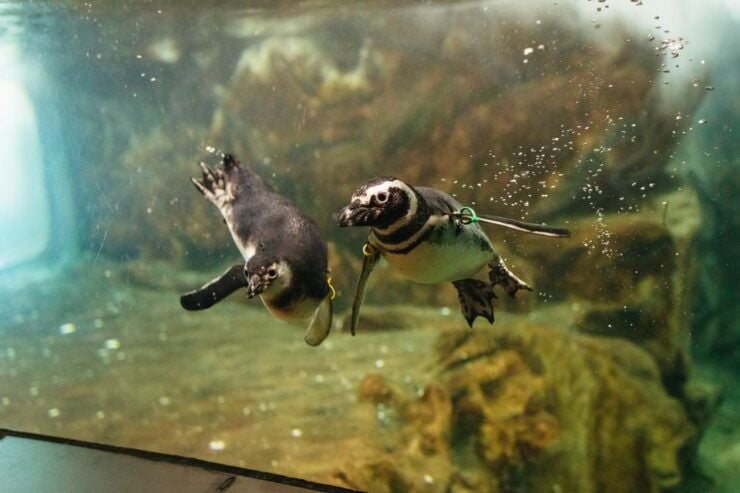 Genoa: Aquarium of Genoa Timeslot Entry Ticket - Experience at the Aquarium