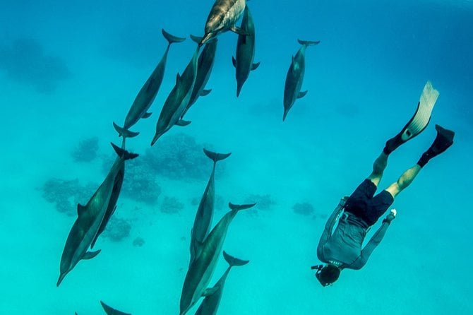 2 Best Dolphin Watching Tours in Dar Es Salaam