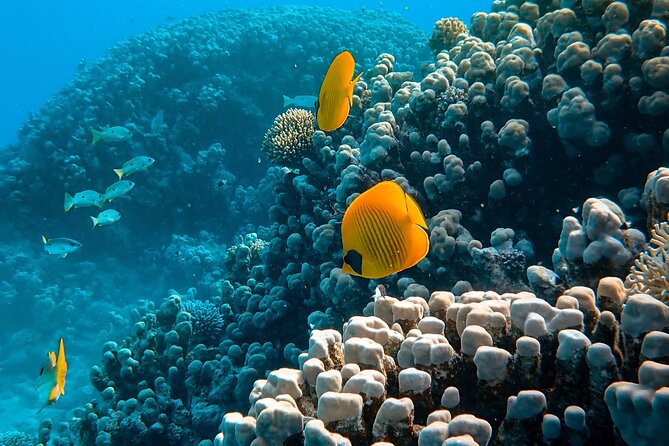 5 Best Snorkeling Experiences In Maafushi Island