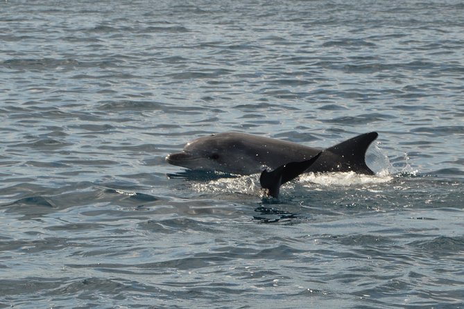 Olbia Bay Dolphin-Watching Boat Tour - Positive Tour Experiences
