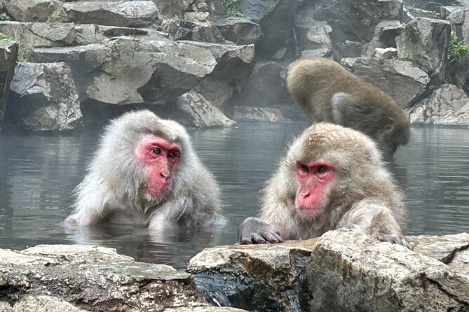 One Way Shuttle Van Transfer, Tokyo⇔Nagano - Accessibility and Additional Services