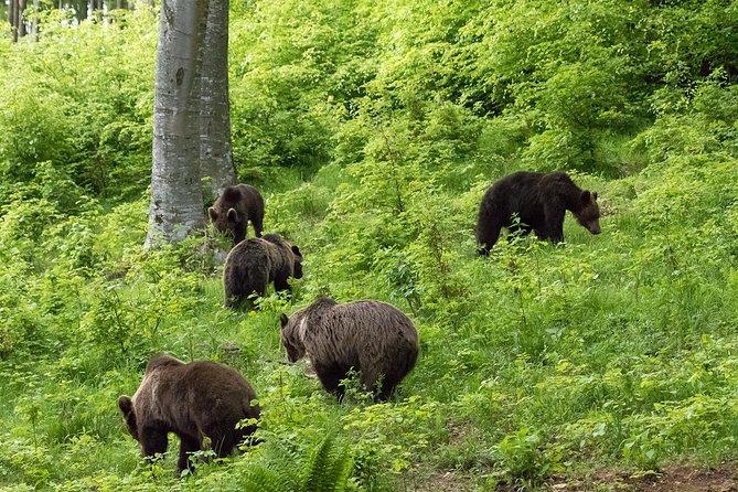 Private Brown Bear Watching Tour 40 Km Drive From Sighisoara