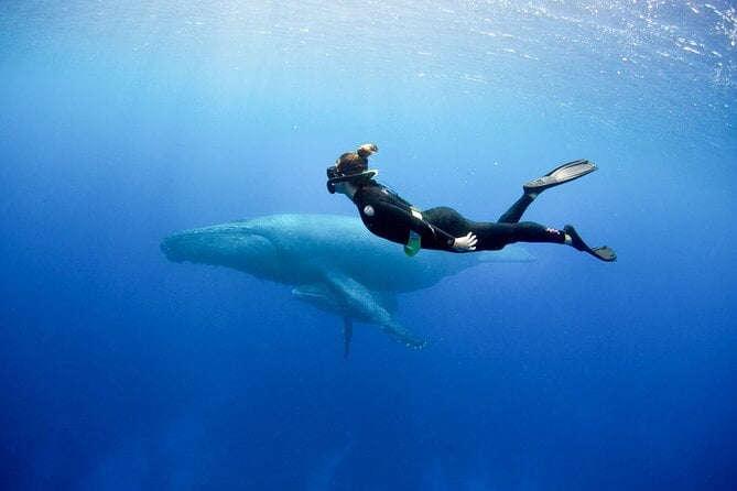 Snorkeling With Whales From Trincomalee