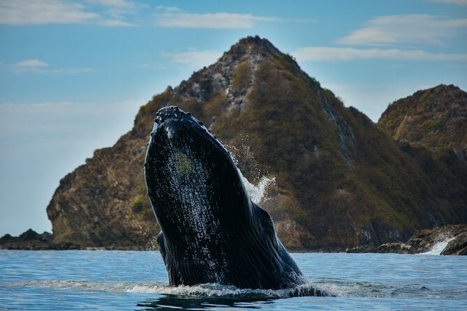 4 Best Dolphin Watching Tours In Central Pacific