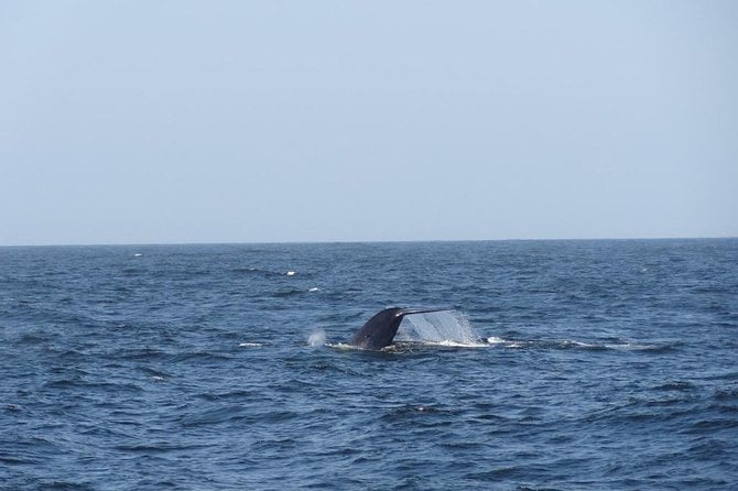 3 Best Dolphin Watching Tours In Bentota