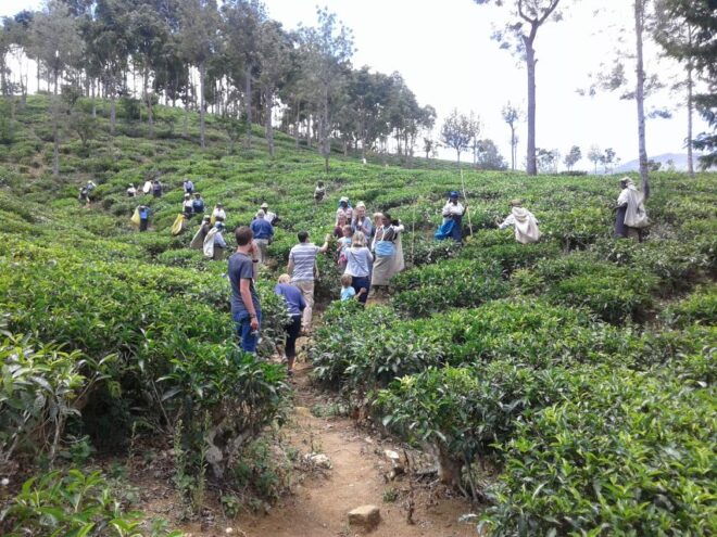 Ella: Tuk-Tuk Safari Day Trip and Tea Fields Hike With Lunch - Reviews