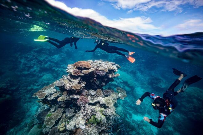 From Cairns: Great Barrier Reef Snorkeling Experience - Review Summary