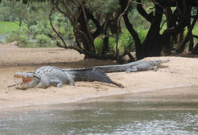 Daintree Rainforest: Crocodile & Wildlife River Cruises - Customer Reviews