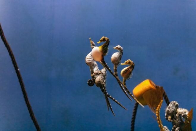 Genoa: Aquarium of Genoa Timeslot Entry Ticket - Review Summary