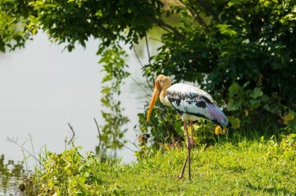 Sri Lanka: Western Province Highlights Day Tour and Safari - Positive Customer Review