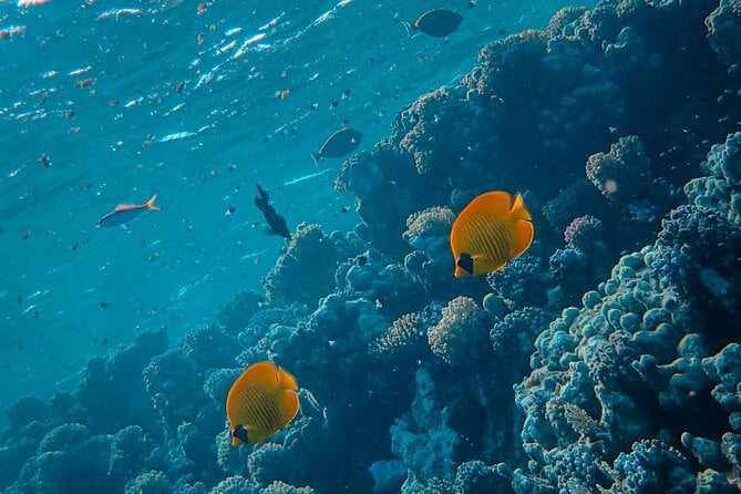 Pigeon Island Snorkeling Tour in Trincomalee