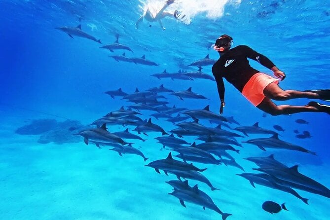 Samadai Dolphin House Snorkel Trip – Marsa Alam