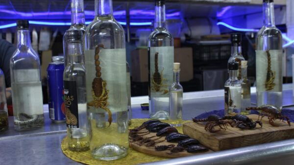 Mexico City Street Food Tour (Private) - Best Rated - Frequently Asked Questions