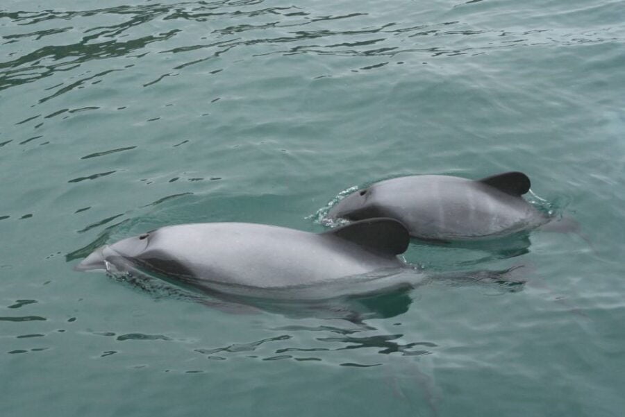 5 Best Dolphin Watching Tours In Akaroa