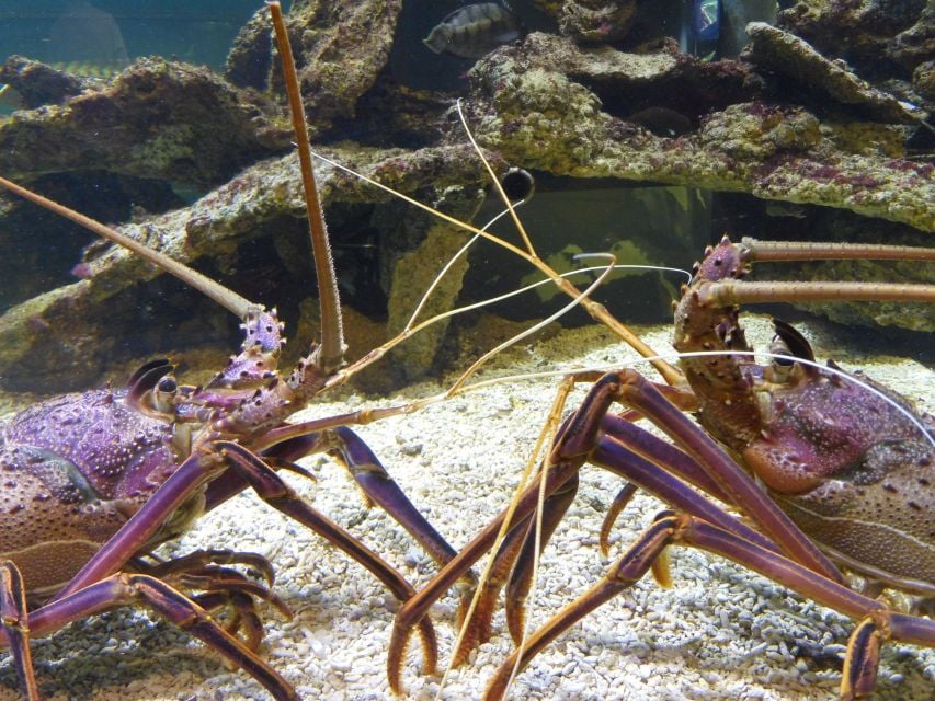 2 Best Dolphin Watching Tours In Bunbury