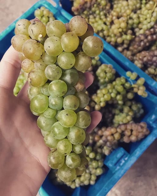 Chihuahua: Elemental Wine Experience With Tasting and Tour