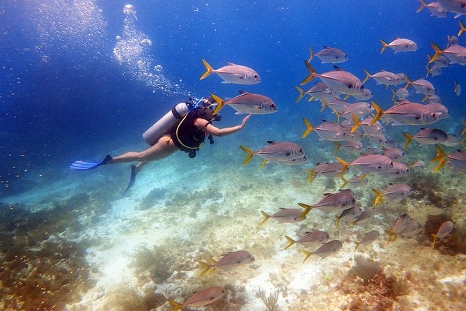 13 Best Scuba Diving Experiences In Cancun