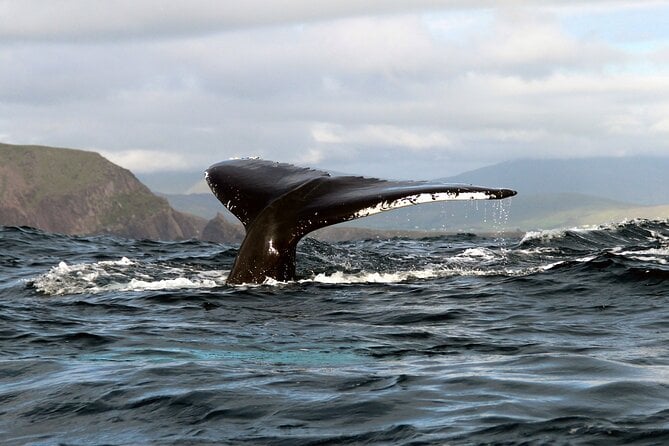 2 Best Dolphin Watching Tours In Dingle