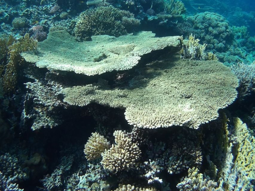 2 Best Dolphin Watching Tours In El Gouna