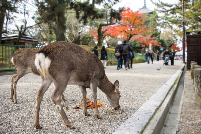 Kansai Region Hiking Adventure in Nara Kobe Kyoto and More - Good To Know
