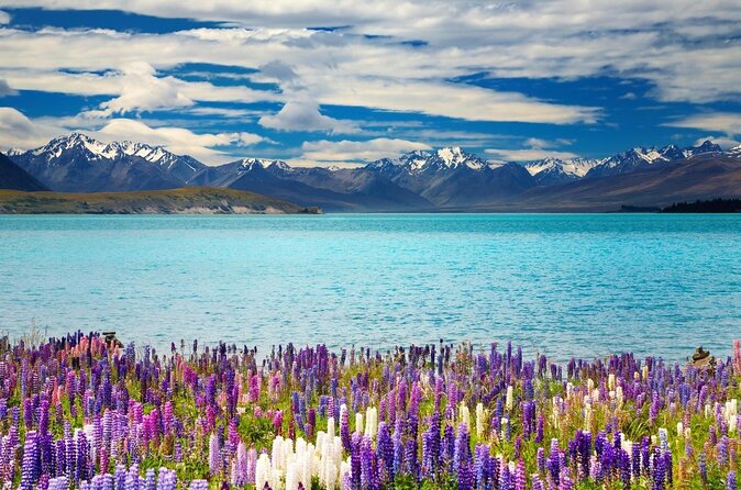 3 Best Tours In Lake Tekapo