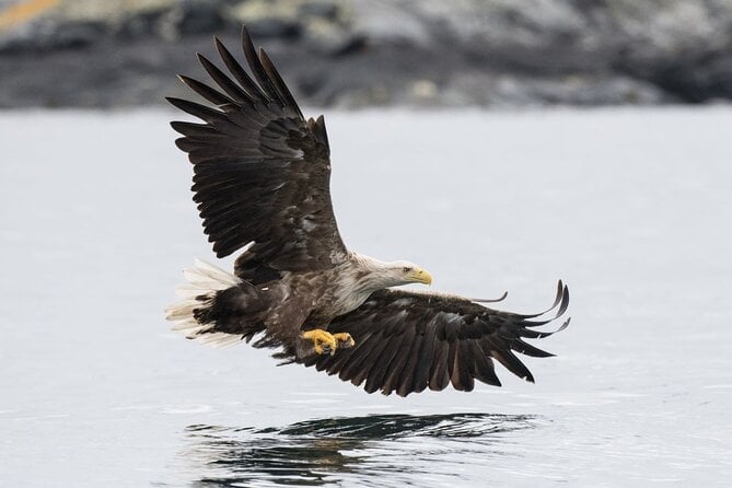 7 Best Fishing Tours In Svolvaer