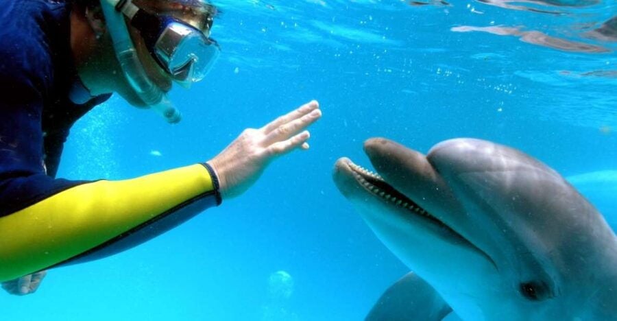 2 Best Dolphin Watching Tours In Makadi Bay