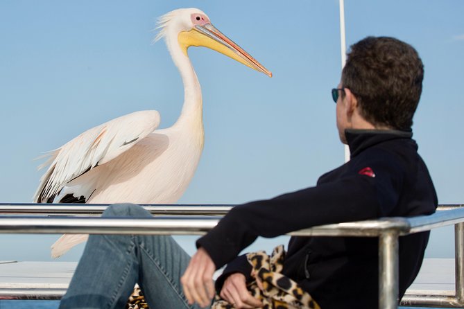 6 Best Boat Tours And Cruises In Walvis Bay