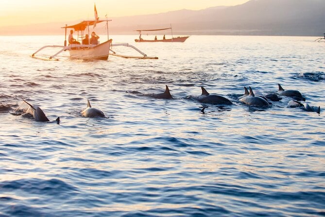 13 Best Dolphin Watching Tours In Ubud