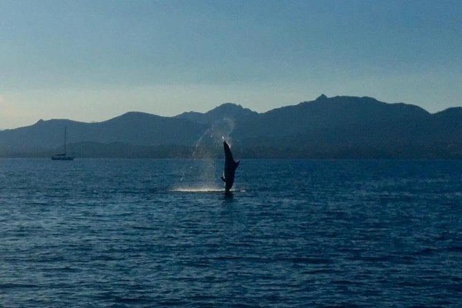 Olbia Bay Dolphin-Watching Boat Tour