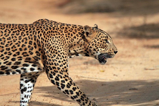 15 Best Safari Tours In Southern Province