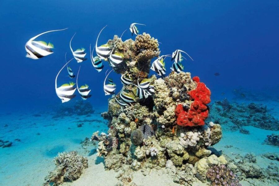 2 Best Snorkeling Experiences In Port Ghalib