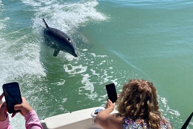 3 Best Dolphin Watching Tours In Naples Florida